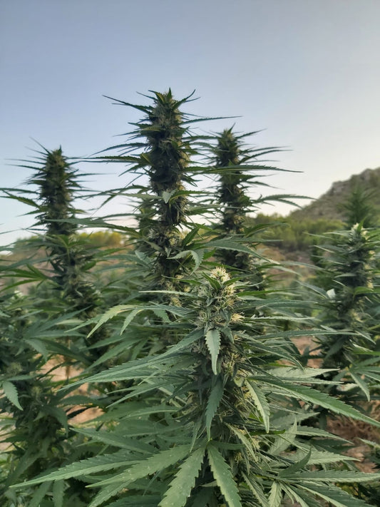 Holy Blog - Tigerdrops CBD / CBG Explained